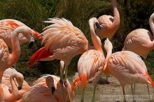 Pink flamingos at the San Francisco Zoo.

Filename: srm_20050529_163120_2_std.jpg
Aperture: f/10.0
Shutter Speed: 1/1000
Body: Canon EOS 20D
Lens: Canon EF 80-200mm f/2.8 L