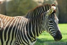 Zebra at the San Francisco Zoo.

Filename: srm_20050529_151642_9_std.jpg
Aperture: f/4.5
Shutter Speed: 1/125
Body: Canon EOS 20D
Lens: Canon EF 80-200mm f/2.8 L