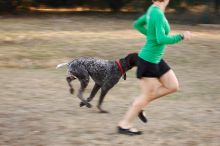 Flyer Terranova running around Floral Park in an attempt to become Austin's fittest dog (for Austin Fit Magazine) on Sunday, January 18, 2009.

Filename: SRM_20090118_16511798.JPG
Aperture: f/5.6
Shutter Speed: 1/100
Body: Canon EOS-1D Mark II
Lens: Canon EF 100-400mm f/4.5-5.6 L IS USM