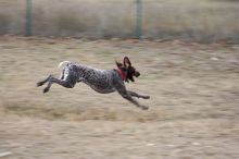 Flyer Terranova running around Floral Park in an attempt to become Austin's fittest dog (for Austin Fit Magazine) on Sunday, January 18, 2009.

Filename: SRM_20090118_16511800.JPG
Aperture: f/5.6
Shutter Speed: 1/100
Body: Canon EOS-1D Mark II
Lens: Canon EF 100-400mm f/4.5-5.6 L IS USM