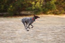 Flyer Terranova running around Floral Park in an attempt to become Austin's fittest dog (for Austin Fit Magazine) on Sunday, January 18, 2009.

Filename: SRM_20090118_16521303.JPG
Aperture: f/5.6
Shutter Speed: 1/100
Body: Canon EOS-1D Mark II
Lens: Canon EF 100-400mm f/4.5-5.6 L IS USM