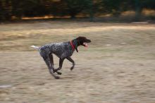 Flyer Terranova running around Floral Park in an attempt to become Austin's fittest dog (for Austin Fit Magazine) on Sunday, January 18, 2009.

Filename: SRM_20090118_16521406.JPG
Aperture: f/5.6
Shutter Speed: 1/125
Body: Canon EOS-1D Mark II
Lens: Canon EF 100-400mm f/4.5-5.6 L IS USM