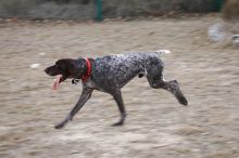 Flyer Terranova running around Floral Park in an attempt to become Austin's fittest dog (for Austin Fit Magazine) on Sunday, January 18, 2009.

Filename: SRM_20090118_16523308.JPG
Aperture: f/5.6
Shutter Speed: 1/100
Body: Canon EOS-1D Mark II
Lens: Canon EF 100-400mm f/4.5-5.6 L IS USM