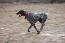 Flyer Terranova running around Floral Park in an attempt to become Austin's fittest dog (for Austin Fit Magazine) on Sunday, January 18, 2009.

Filename: SRM_20090118_16523409.JPG
Aperture: f/5.6
Shutter Speed: 1/100
Body: Canon EOS-1D Mark II
Lens: Canon EF 100-400mm f/4.5-5.6 L IS USM