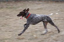 Flyer Terranova running around Floral Park in an attempt to become Austin's fittest dog (for Austin Fit Magazine) on Sunday, January 18, 2009.

Filename: SRM_20090118_16523410.JPG
Aperture: f/5.6
Shutter Speed: 1/100
Body: Canon EOS-1D Mark II
Lens: Canon EF 100-400mm f/4.5-5.6 L IS USM