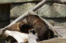 Bears playing at the San Francisco Zoo.

Filename: srm_20050529_173328_2_std.jpg
Aperture: f/5.6
Shutter Speed: 1/800
Body: Canon EOS 20D
Lens: Canon EF 80-200mm f/2.8 L