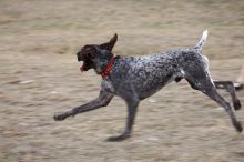 Flyer Terranova running around Floral Park in an attempt to become Austin's fittest dog (for Austin Fit Magazine) on Sunday, January 18, 2009.

Filename: SRM_20090118_16523413.JPG
Aperture: f/5.6
Shutter Speed: 1/100
Body: Canon EOS-1D Mark II
Lens: Canon EF 100-400mm f/4.5-5.6 L IS USM