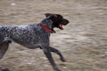 Flyer Terranova running around Floral Park in an attempt to become Austin's fittest dog (for Austin Fit Magazine) on Sunday, January 18, 2009.

Filename: SRM_20090118_16524117.JPG
Aperture: f/5.6
Shutter Speed: 1/125
Body: Canon EOS-1D Mark II
Lens: Canon EF 100-400mm f/4.5-5.6 L IS USM