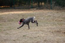 Flyer Terranova running around Floral Park in an attempt to become Austin's fittest dog (for Austin Fit Magazine) on Sunday, January 18, 2009.

Filename: SRM_20090118_16533421.JPG
Aperture: f/5.6
Shutter Speed: 1/160
Body: Canon EOS-1D Mark II
Lens: Canon EF 100-400mm f/4.5-5.6 L IS USM