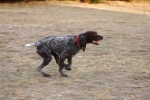 Flyer Terranova running around Floral Park in an attempt to become Austin's fittest dog (for Austin Fit Magazine) on Sunday, January 18, 2009.

Filename: SRM_20090118_16534223.JPG
Aperture: f/5.6
Shutter Speed: 1/125
Body: Canon EOS-1D Mark II
Lens: Canon EF 100-400mm f/4.5-5.6 L IS USM