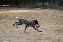 Flyer Terranova running around Floral Park in an attempt to become Austin's fittest dog (for Austin Fit Magazine) on Sunday, January 18, 2009.

Filename: SRM_20090118_16534926.JPG
Aperture: f/5.6
Shutter Speed: 1/125
Body: Canon EOS-1D Mark II
Lens: Canon EF 100-400mm f/4.5-5.6 L IS USM