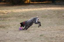 Flyer Terranova running around Floral Park in an attempt to become Austin's fittest dog (for Austin Fit Magazine) on Sunday, January 18, 2009.

Filename: SRM_20090118_16535830.JPG
Aperture: f/5.6
Shutter Speed: 1/125
Body: Canon EOS-1D Mark II
Lens: Canon EF 100-400mm f/4.5-5.6 L IS USM