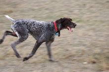 Flyer Terranova running around Floral Park in an attempt to become Austin's fittest dog (for Austin Fit Magazine) on Sunday, January 18, 2009.

Filename: SRM_20090118_16553851.JPG
Aperture: f/5.6
Shutter Speed: 1/100
Body: Canon EOS-1D Mark II
Lens: Canon EF 100-400mm f/4.5-5.6 L IS USM