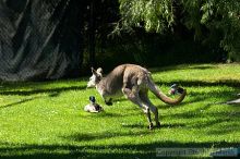 Kangaroo jumping at the San Francisco Zoo.

Filename: srm_20050529_182516_5_std.jpg
Aperture: f/7.1
Shutter Speed: 1/640
Body: Canon EOS 20D
Lens: Canon EF 80-200mm f/2.8 L