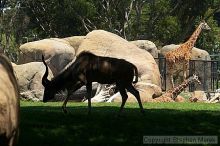 Visit to San Francisco Zoo.

Filename: srm_20050529_153816_8_std.jpg
Aperture: f/5.6
Shutter Speed: 1/250
Body: Canon EOS 20D
Lens: Canon EF 80-200mm f/2.8 L