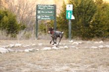 Flyer Terranova running around Floral Park in an attempt to become Austin's fittest dog (for Austin Fit Magazine) on Sunday, January 18, 2009.

Filename: SRM_20090118_17161644.JPG
Aperture: f/5.6
Shutter Speed: 1/160
Body: Canon EOS-1D Mark II
Lens: Canon EF 100-400mm f/4.5-5.6 L IS USM