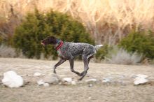 Flyer Terranova running around Floral Park in an attempt to become Austin's fittest dog (for Austin Fit Magazine) on Sunday, January 18, 2009.

Filename: SRM_20090118_17161854.JPG
Aperture: f/5.6
Shutter Speed: 1/160
Body: Canon EOS-1D Mark II
Lens: Canon EF 100-400mm f/4.5-5.6 L IS USM