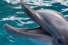 Bottle nosed dolphins at Sea World, San Antonio.

Filename: SRM_20060423_154358_5.jpg
Aperture: f/8.0
Shutter Speed: 1/320
Body: Canon EOS 20D
Lens: Canon EF 80-200mm f/2.8 L