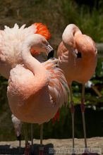 Pink flamingos at the San Francisco Zoo.

Filename: srm_20050529_163158_6_std.jpg
Aperture: f/10.0
Shutter Speed: 1/1250
Body: Canon EOS 20D
Lens: Canon EF 80-200mm f/2.8 L