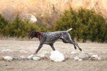 Flyer Terranova running around Floral Park in an attempt to become Austin's fittest dog (for Austin Fit Magazine) on Sunday, January 18, 2009.

Filename: SRM_20090118_17161856.JPG
Aperture: f/5.0
Shutter Speed: 1/160
Body: Canon EOS-1D Mark II
Lens: Canon EF 100-400mm f/4.5-5.6 L IS USM