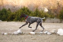 Flyer Terranova running around Floral Park in an attempt to become Austin's fittest dog (for Austin Fit Magazine) on Sunday, January 18, 2009.

Filename: SRM_20090118_17161958.JPG
Aperture: f/5.6
Shutter Speed: 1/160
Body: Canon EOS-1D Mark II
Lens: Canon EF 100-400mm f/4.5-5.6 L IS USM