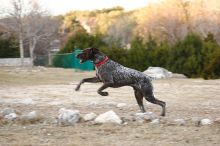 Flyer Terranova running around Floral Park in an attempt to become Austin's fittest dog (for Austin Fit Magazine) on Sunday, January 18, 2009.

Filename: SRM_20090118_17161962.JPG
Aperture: f/5.6
Shutter Speed: 1/160
Body: Canon EOS-1D Mark II
Lens: Canon EF 100-400mm f/4.5-5.6 L IS USM