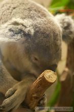 Koala at the San Francisco Zoo.

Filename: srm_20050529_183416_4_std.jpg
Aperture: f/2.8
Shutter Speed: 1/125
Body: Canon EOS 20D
Lens: Canon EF 80-200mm f/2.8 L