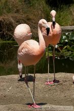 Pink flamingos at the San Francisco Zoo.

Filename: srm_20050529_163202_8_std.jpg
Aperture: f/10.0
Shutter Speed: 1/500
Body: Canon EOS 20D
Lens: Canon EF 80-200mm f/2.8 L