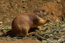 Prarie dogs at the San Francisco Zoo.

Filename: srm_20050529_184436_8_std.jpg
Aperture: f/7.1
Shutter Speed: 1/1000
Body: Canon EOS 20D
Lens: Canon EF 80-200mm f/2.8 L