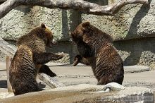 Bears playing at the San Francisco Zoo.

Filename: srm_20050529_173348_9_std.jpg
Aperture: f/5.6
Shutter Speed: 1/640
Body: Canon EOS 20D
Lens: Canon EF 80-200mm f/2.8 L