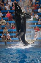 Shamu and Namu in the Believe show at Sea World, San Antonio.

Filename: SRM_20060423_125520_3.jpg
Aperture: f/2.8
Shutter Speed: 1/320
Body: Canon EOS 20D
Lens: Canon EF 80-200mm f/2.8 L