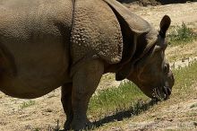 Rhinoceros at the San Francisco Zoo.

Filename: srm_20050529_170032_4_std.jpg
Aperture: f/5.0
Shutter Speed: 1/800
Body: Canon EOS 20D
Lens: Canon EF 80-200mm f/2.8 L