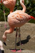 Pink flamingos at the San Francisco Zoo.

Filename: srm_20050529_163106_9_std.jpg
Aperture: f/5.6
Shutter Speed: 1/1600
Body: Canon EOS 20D
Lens: Canon EF 80-200mm f/2.8 L