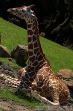 Giraffee at the San Francisco Zoo.

Filename: srm_20050529_153054_9_std.jpg
Aperture: f/5.6
Shutter Speed: 1/500
Body: Canon EOS 20D
Lens: Canon EF 80-200mm f/2.8 L