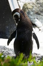 Penguins at the San Francisco Zoo.

Filename: srm_20050529_164244_6_std.jpg
Aperture: f/5.6
Shutter Speed: 1/100
Body: Canon EOS 20D
Lens: Canon EF 80-200mm f/2.8 L