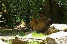 Male lion at the San Francisco Zoo.

Filename: srm_20050529_165718_1_std.jpg
Aperture: f/5.0
Shutter Speed: 1/160
Body: Canon EOS 20D
Lens: Canon EF 80-200mm f/2.8 L