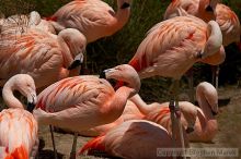 Pink flamingos at the San Francisco Zoo.

Filename: srm_20050529_163054_7_std.jpg
Aperture: f/5.6
Shutter Speed: 1/4000
Body: Canon EOS 20D
Lens: Canon EF 80-200mm f/2.8 L