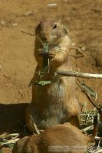 Prarie dogs at the San Francisco Zoo.

Filename: srm_20050529_184504_0_std.jpg
Aperture: f/7.1
Shutter Speed: 1/1000
Body: Canon EOS 20D
Lens: Canon EF 80-200mm f/2.8 L