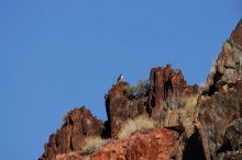 A large bird of prey (maybe an eagle) seen while hiking to the Phantom Ranch overlook, while backpacking the Grand Canyon with Beth, Friday, January 2, 2009.

Filename: SRM_20090102_14190064.JPG
Aperture: f/11.0
Shutter Speed: 1/1250
Body: Canon EOS-1D Mark II
Lens: Canon EF 100-400mm f/4.5-5.6 L IS USM w/ 1.4x II TC