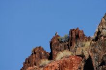 A large bird of prey (maybe an eagle) seen while hiking to the Phantom Ranch overlook, while backpacking the Grand Canyon with Beth, Friday, January 2, 2009.

Filename: SRM_20090102_14190266.JPG
Aperture: f/11.0
Shutter Speed: 1/1250
Body: Canon EOS-1D Mark II
Lens: Canon EF 100-400mm f/4.5-5.6 L IS USM w/ 1.4x II TC