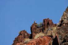 A large bird of prey (maybe an eagle) seen while hiking to the Phantom Ranch overlook, while backpacking the Grand Canyon with Beth, Friday, January 2, 2009.

Filename: SRM_20090102_14190267.JPG
Aperture: f/11.0
Shutter Speed: 1/1250
Body: Canon EOS-1D Mark II
Lens: Canon EF 100-400mm f/4.5-5.6 L IS USM w/ 1.4x II TC