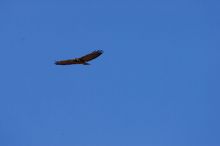 A large bird of prey (maybe an eagle) seen while hiking to the Phantom Ranch overlook, while backpacking the Grand Canyon with Beth, Friday, January 2, 2009.

Filename: SRM_20090102_14200568.JPG
Aperture: f/11.0
Shutter Speed: 1/1000
Body: Canon EOS-1D Mark II
Lens: Canon EF 100-400mm f/4.5-5.6 L IS USM w/ 1.4x II TC