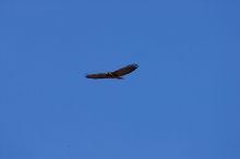 A large bird of prey (maybe an eagle) seen while hiking to the Phantom Ranch overlook, while backpacking the Grand Canyon with Beth, Friday, January 2, 2009.

Filename: SRM_20090102_14200669.JPG
Aperture: f/11.0
Shutter Speed: 1/1000
Body: Canon EOS-1D Mark II
Lens: Canon EF 100-400mm f/4.5-5.6 L IS USM w/ 1.4x II TC