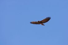 A large bird of prey (maybe an eagle) seen while hiking to the Phantom Ranch overlook, while backpacking the Grand Canyon with Beth, Friday, January 2, 2009.

Filename: SRM_20090102_14200973.JPG
Aperture: f/11.0
Shutter Speed: 1/500
Body: Canon EOS-1D Mark II
Lens: Canon EF 100-400mm f/4.5-5.6 L IS USM w/ 1.4x II TC