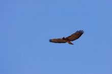 A large bird of prey (maybe an eagle) seen while hiking to the Phantom Ranch overlook, while backpacking the Grand Canyon with Beth, Friday, January 2, 2009.

Filename: SRM_20090102_14200974.JPG
Aperture: f/11.0
Shutter Speed: 1/500
Body: Canon EOS-1D Mark II
Lens: Canon EF 100-400mm f/4.5-5.6 L IS USM w/ 1.4x II TC