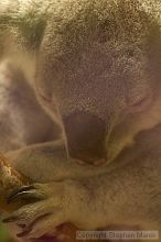 Koala at the San Francisco Zoo.

Filename: srm_20050529_183540_6_std.jpg
Aperture: f/2.8
Shutter Speed: 1/100
Body: Canon EOS 20D
Lens: Canon EF 80-200mm f/2.8 L