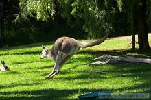 Kangaroo jumping at the San Francisco Zoo.

Filename: srm_20050529_182516_4_std.jpg
Aperture: f/7.1
Shutter Speed: 1/500
Body: Canon EOS 20D
Lens: Canon EF 80-200mm f/2.8 L