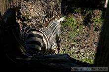Zebra at the San Francisco Zoo.

Filename: srm_20050529_153526_4_std.jpg
Aperture: f/5.6
Shutter Speed: 1/400
Body: Canon EOS 20D
Lens: Canon EF 80-200mm f/2.8 L