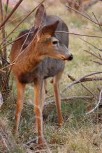 Mule deer, seen while backpacking the Grand Canyon with Beth, New Years 2009.

Filename: SRM_20090102_09545257.JPG
Aperture: f/8.0
Shutter Speed: 1/80
Body: Canon EOS-1D Mark II
Lens: Canon EF 100-400mm f/4.5-5.6 L IS USM