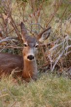 Mule deer, seen while backpacking the Grand Canyon with Beth, New Years 2009.

Filename: SRM_20090102_09551359.JPG
Aperture: f/8.0
Shutter Speed: 1/80
Body: Canon EOS-1D Mark II
Lens: Canon EF 100-400mm f/4.5-5.6 L IS USM